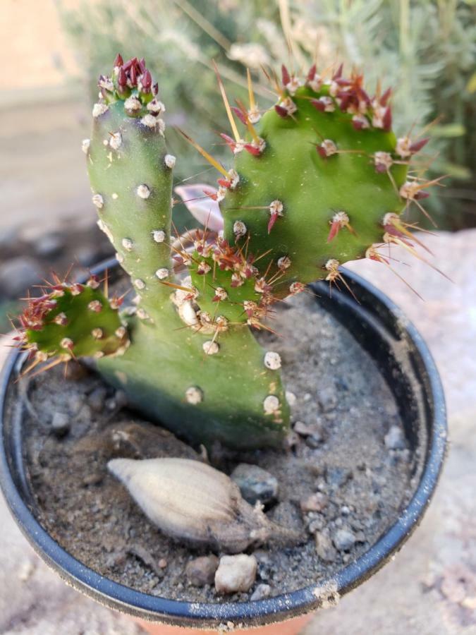 ホテルCasa Cactus カファヤテ エクステリア 写真