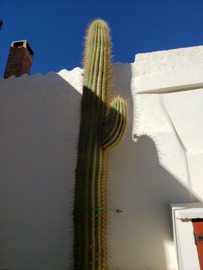 ホテルCasa Cactus カファヤテ エクステリア 写真