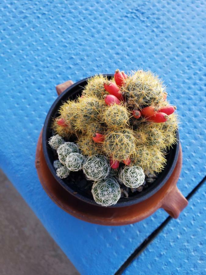 ホテルCasa Cactus カファヤテ エクステリア 写真
