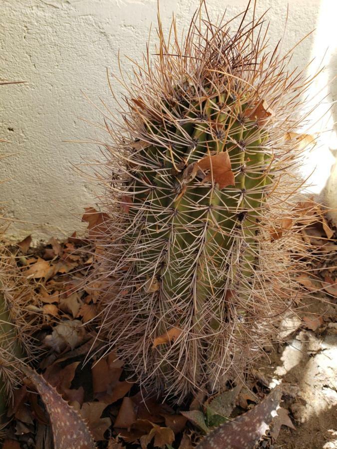 ホテルCasa Cactus カファヤテ エクステリア 写真