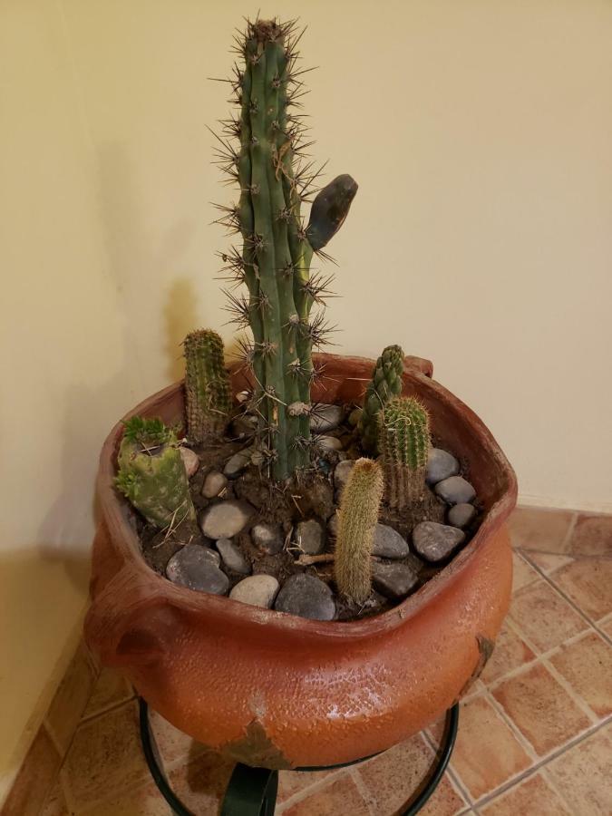 ホテルCasa Cactus カファヤテ エクステリア 写真